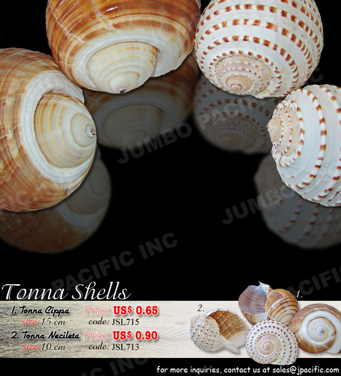 Shell Specimen Tonna Cippa and Tonna Necilate Seashells that are natural material or raw shells that are processes and polished to make a beautiful shell specimen. These shells are Tonna Cippa shells and Tonna Necilate shells. Product Code: JSL715 - Tonna Cippa ( Olearium) and JSL713 - Tonna Necilata shells.
